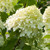 Hydrangea paniculata Limelight 1.5ltr