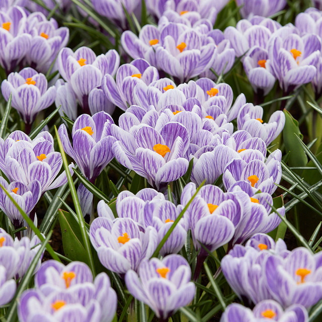 Crocus 'Pickwick'  (7-8cm Corms)