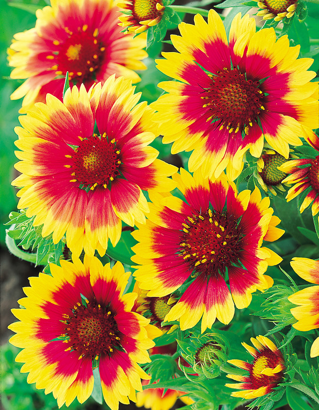 Gaillardia Aristata 'Kobold' - J Parker Dutch Bulbs