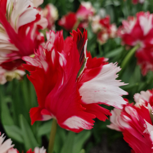 Buy Tulip Estella Rynveld at jparkers.co.uk