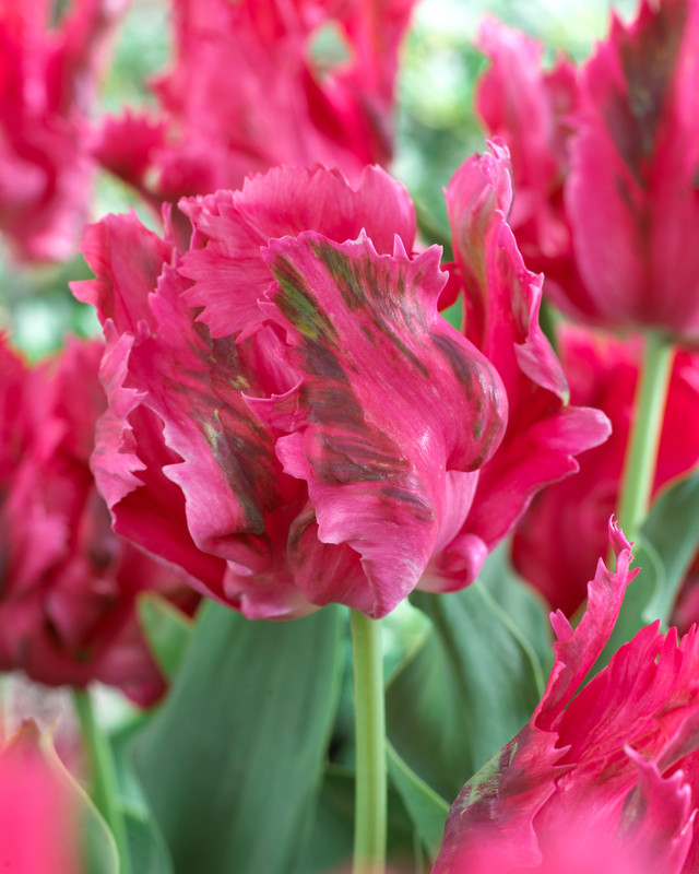 Buy Tulip Parrot Fantasy Bulbs | J Parker Dutch Bulbs