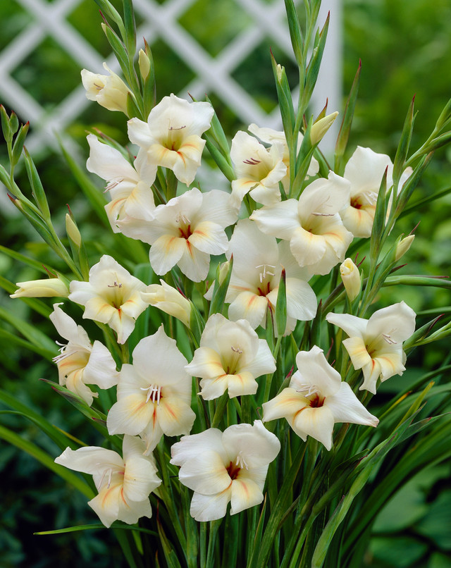 Gladioli Nanus Halley | J Parker Dutch Bulbs