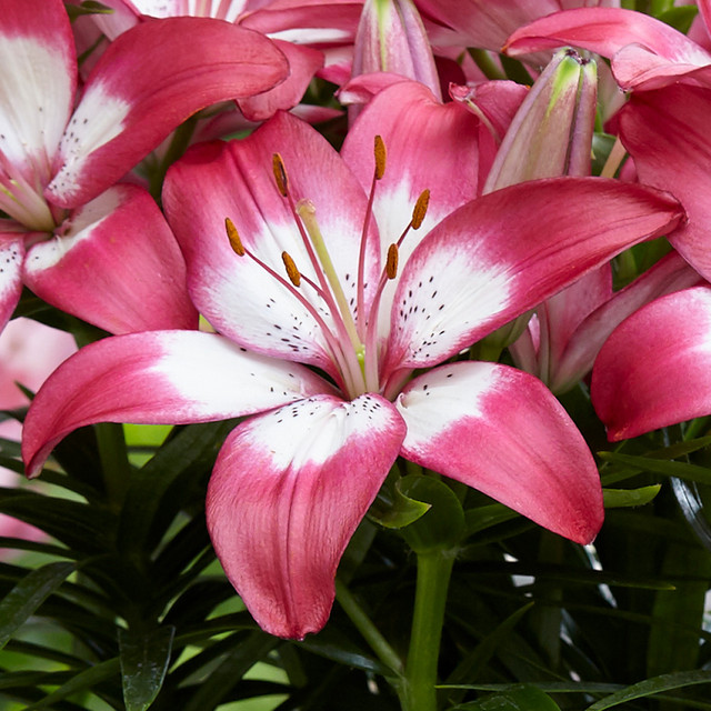 Lily Perfect Joy | J Parker Dutch Bulbs