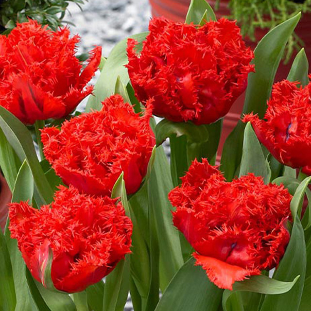Buy Tulip Anfield at jparkers.co.uk