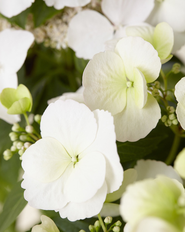 Hydrangea Runaway Bride J Parker Dutch Bulbs