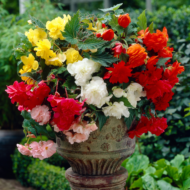 Begonia Cascading Mix  (3-4cm Tubers)