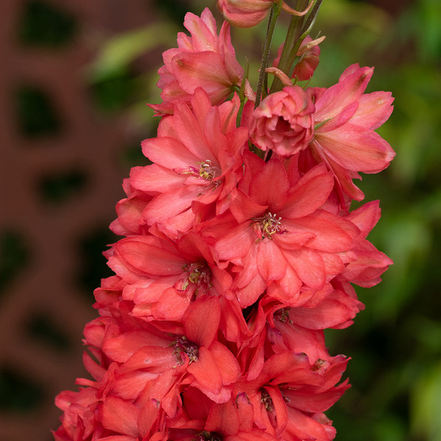 Shop Delphinium Red Lark | J. Parker's