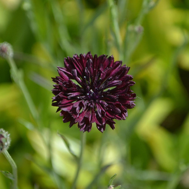 Shop Cornflower 'Black Ball' Seeds J. Parker'ss