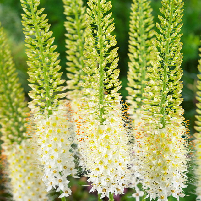 Eremurus himalaicus  (Top-Sized Bulbs)