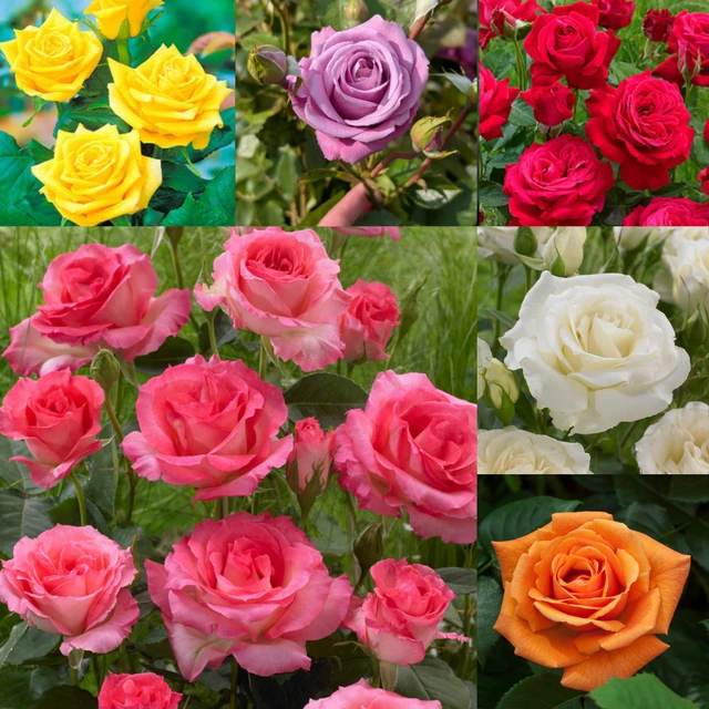 Rose 'Bicolette'   (Bare-Rooted Plants)