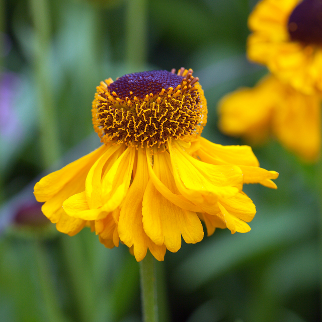 Helenium The Bishop  (9cm Pots)