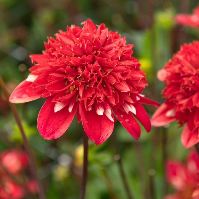 Dahlia 'Speech'  (Top-Grade Tubers)