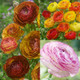 Ranunculus Picotee Collection 6/7cm - JParkers