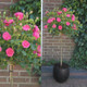 Shop 3 Minature Standard Roses | J. Parker's