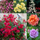 Buy 6 Climbing Rose Collection at jparkers.co.uk