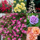Buy Climbing Rose Collection at jparkers.co.uk