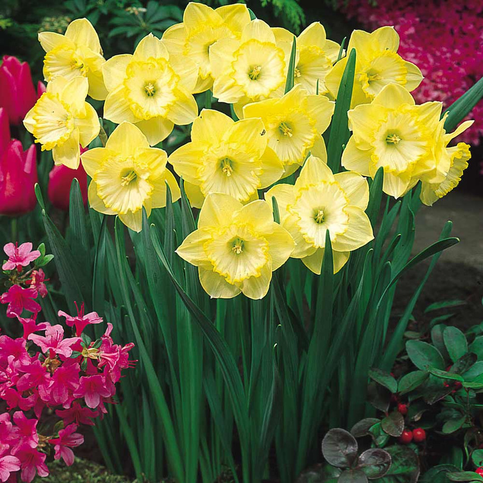 Narcissus St. Patrick's Day Daffodil 'St. Patrick's Day' J.Parker's