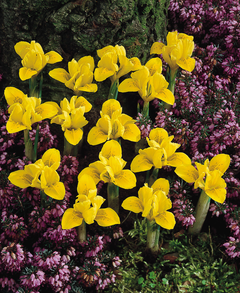 Buy Iris Danfordiae J Parkers Dutch Bulbs