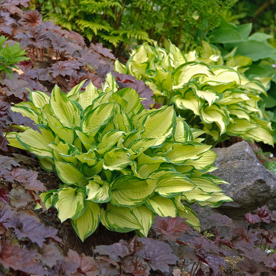 Hosta 'Gold Standard'  (9cm Pots)