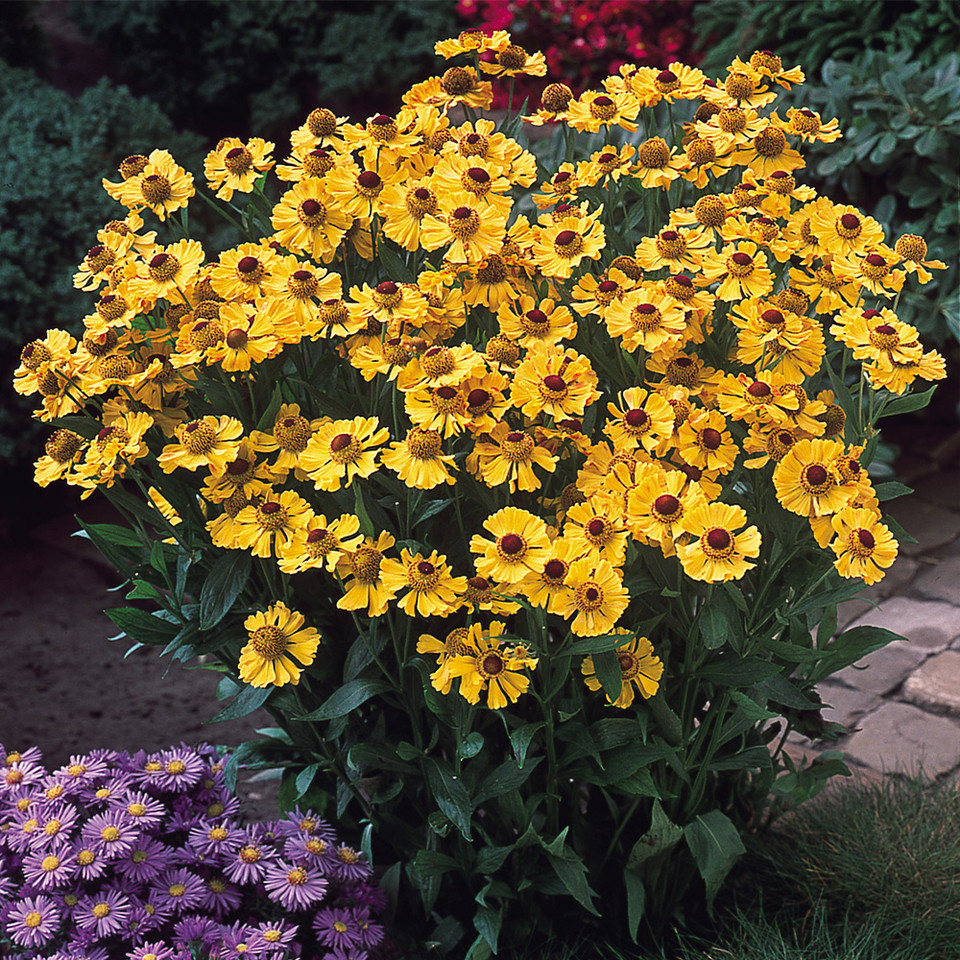 Helenium Goldrush | J Parker Dutch Bulbs