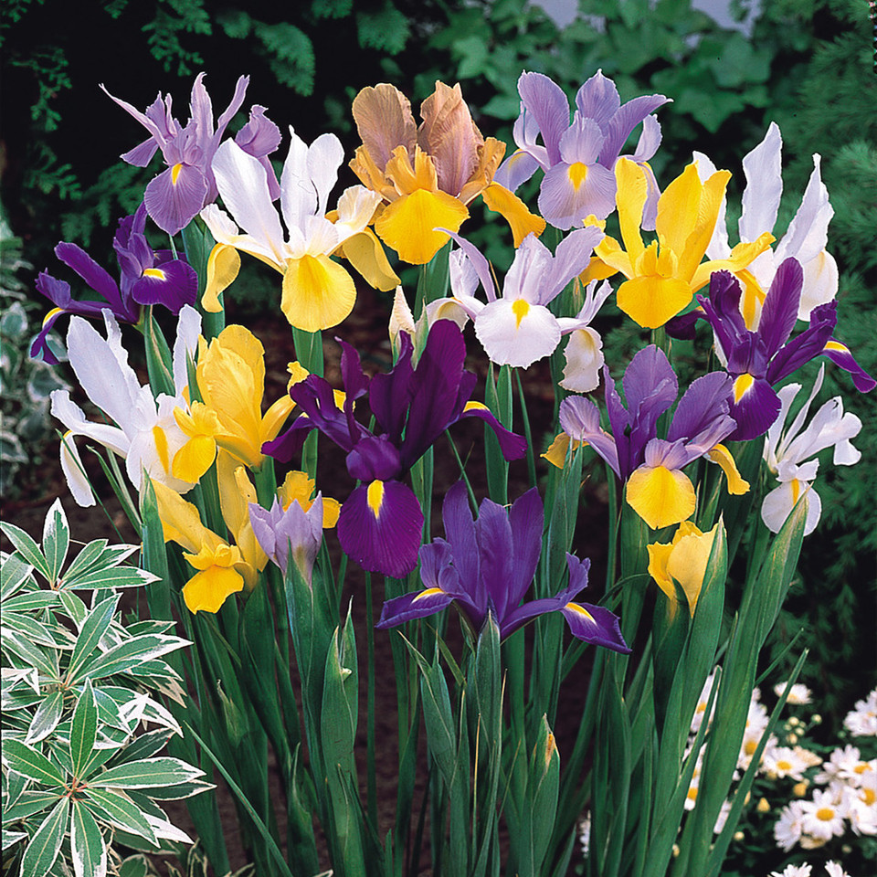 Iris Dutch Mixed J Parker Dutch Bulbs