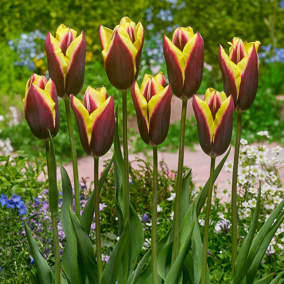 【専用】★THE TULIP COMPLETE SINCE1972★未視聴★ TULIP 日本 - YouTube