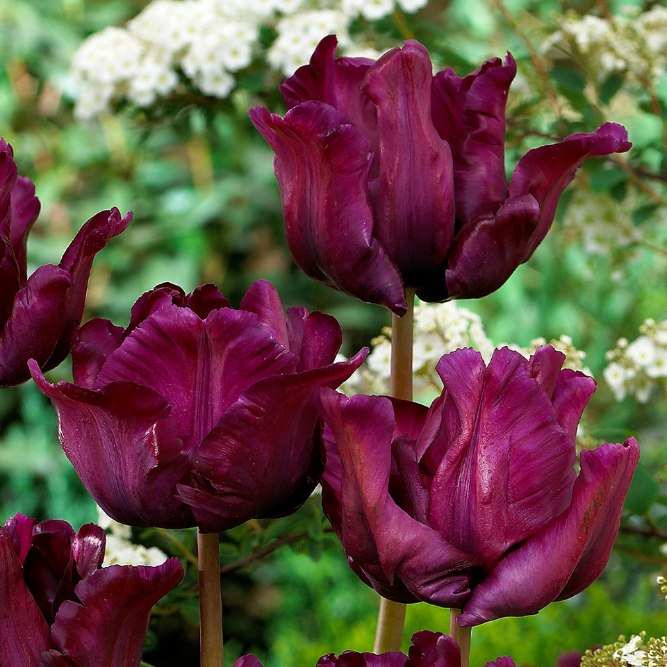 Buy Tulip Muriel at jparkers.co.uk