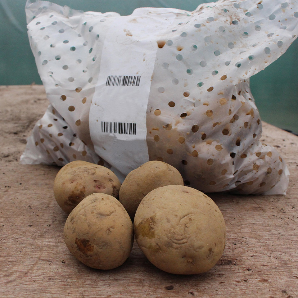 Potato Casablanca (First Early) J Parker Dutch Bulbs