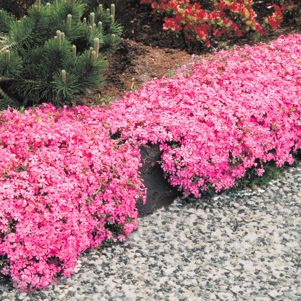 Phlox subulata McDaniels Cushion | J Parker Dutch Bulbs