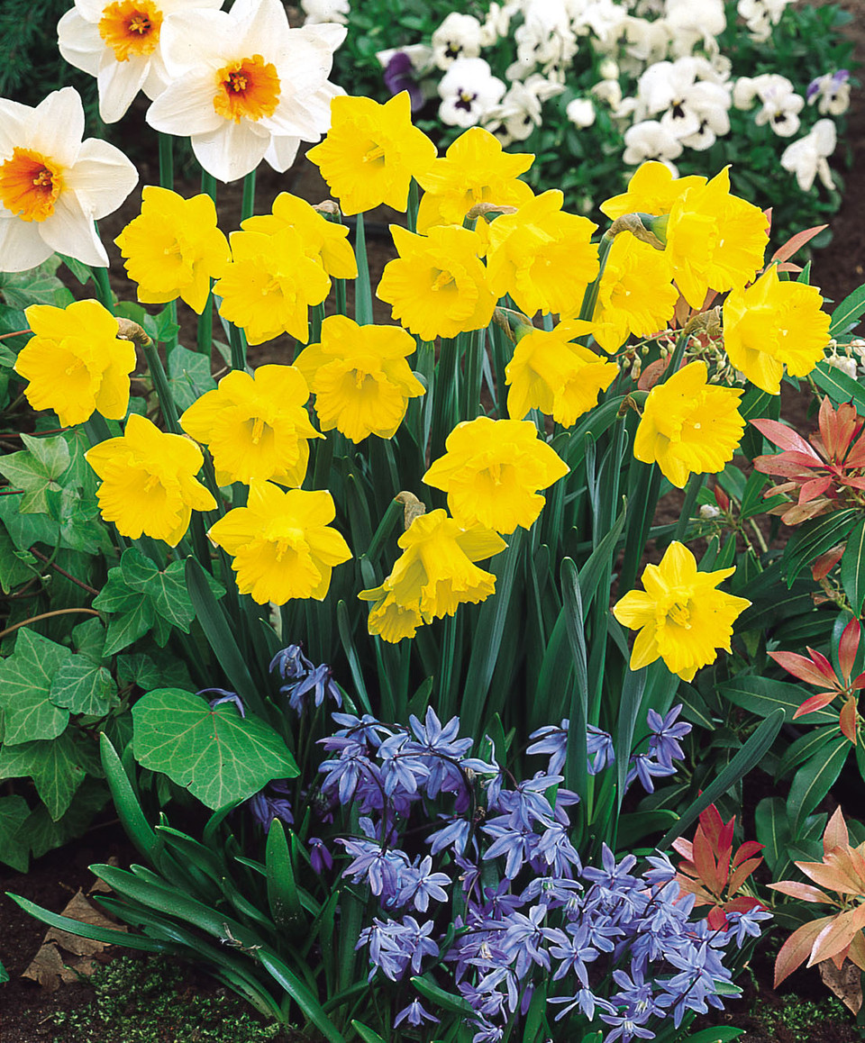 Narcissi Pseudo Obvallaris (Tenby Daffodil) JParkers