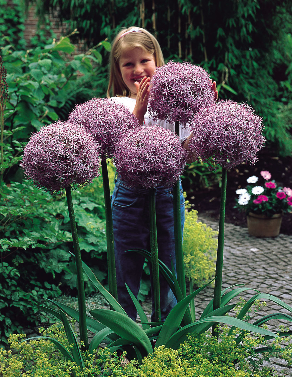 Buy Allium Globemaster J Parkers Dutch Bulbs