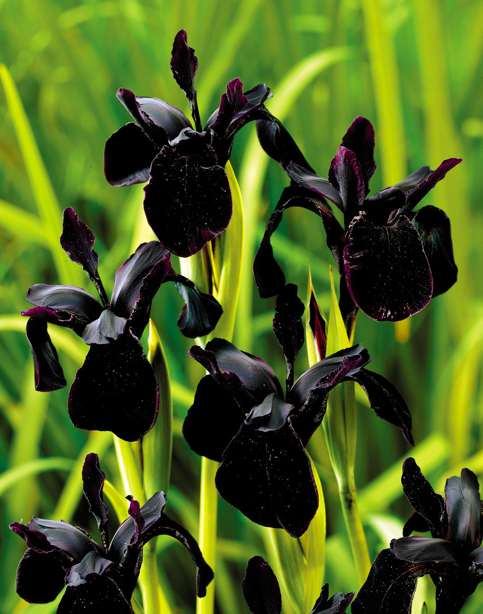 Iris chrysographes 'Black Form' J Parker Dutch Bulbs