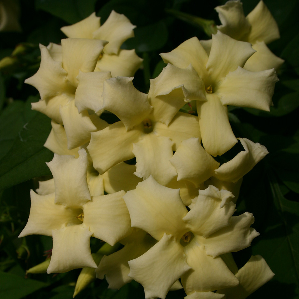 Buy Jasmineum Clotted Cream at jparkers.co.uk