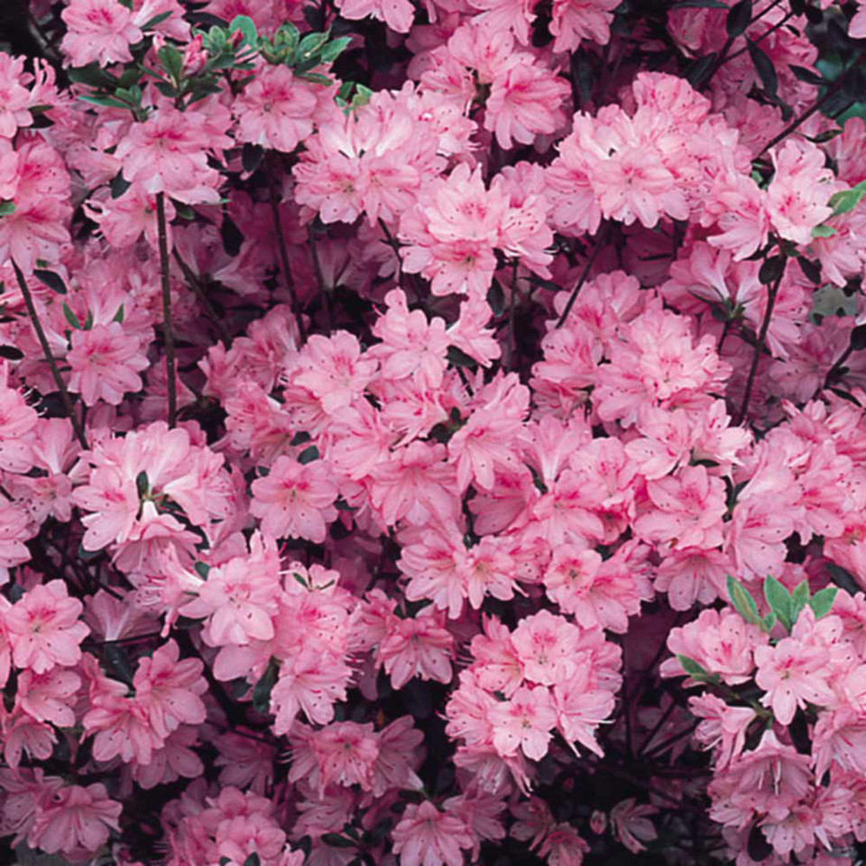 3 Azalea Half Standard Collection - JParkers