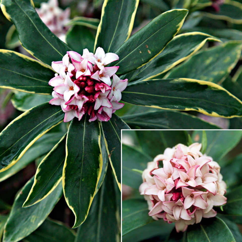 How to Plant and Grow Daphne with J. Parker's