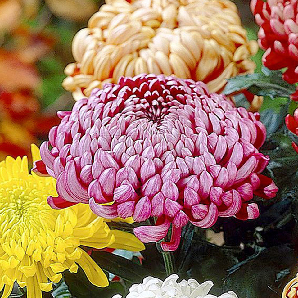 Chrysanthemum Bloom collection (Incurve Petals) JParkers