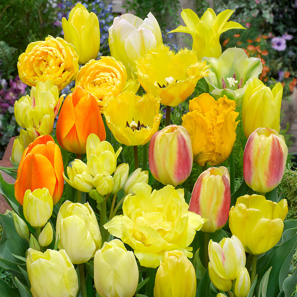 Buy Tulip Yellow Blend Mixed at jparkers.co.uk