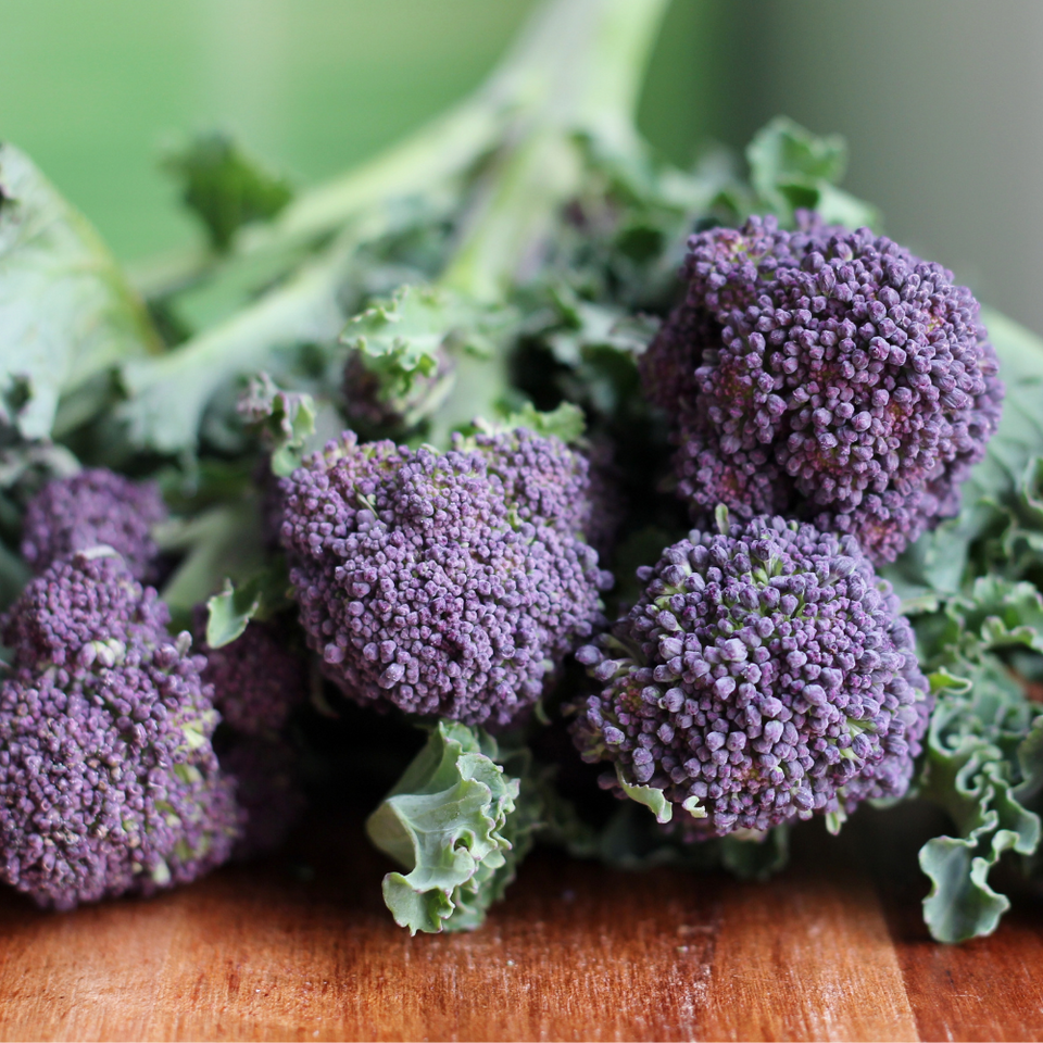 Shop Broccoli Purple Sprouting Seeds J. Parker's Dutch Bulbs