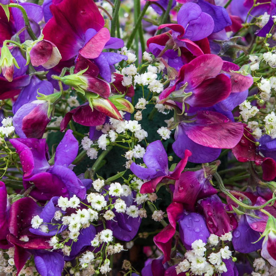 Shop Sweet Pea Grandiflora Matucana Seeds J. Parker's
