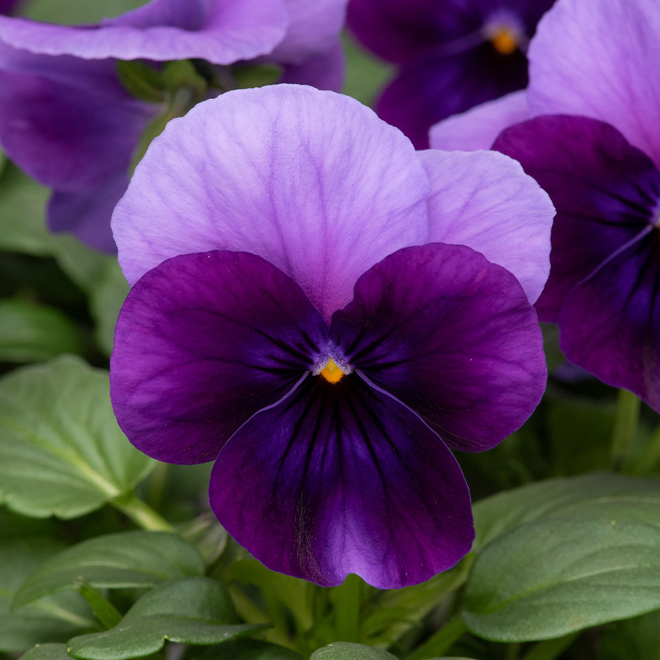 Buy Viola Teardrops Purple Beacon at jparkers.co.uk