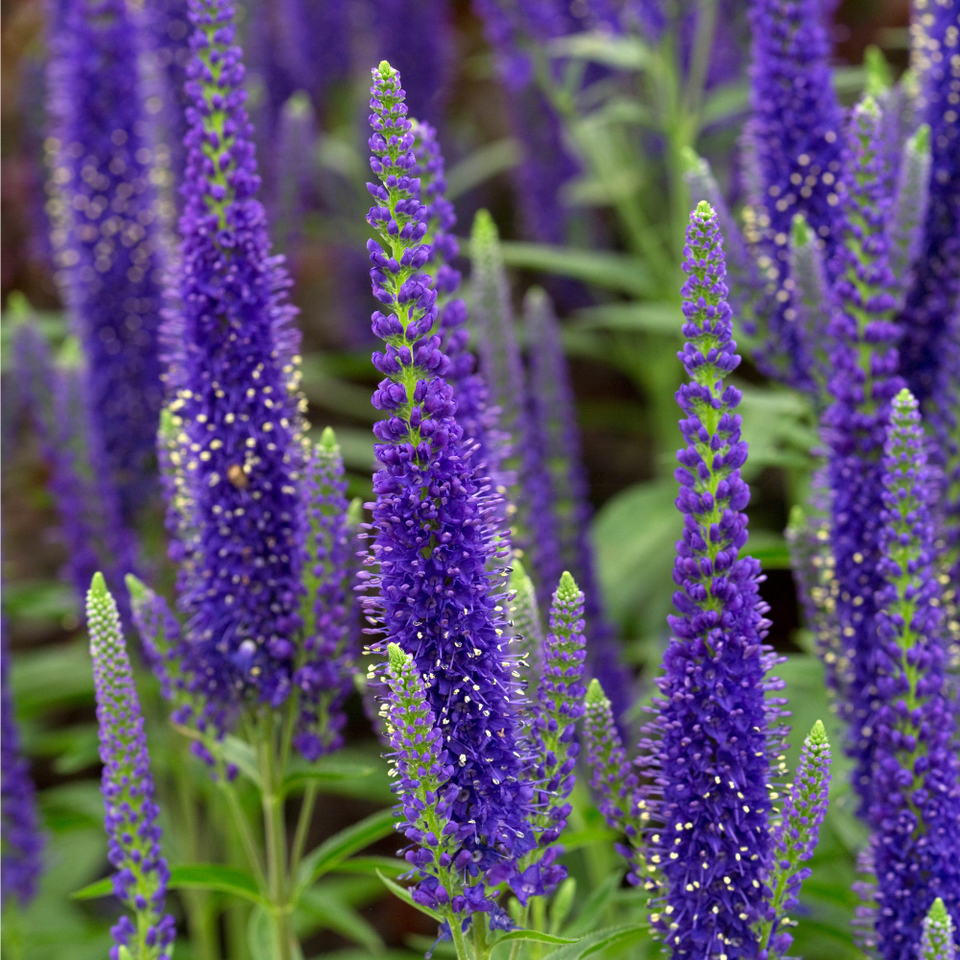 Veronica longifolia Blue  (1 Litre Pots)