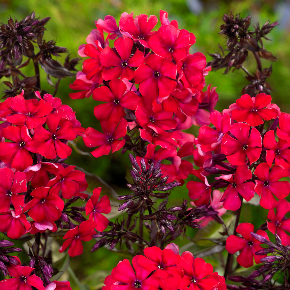 Phlox paniculata 'Starfire'  (1 Litre Pots)