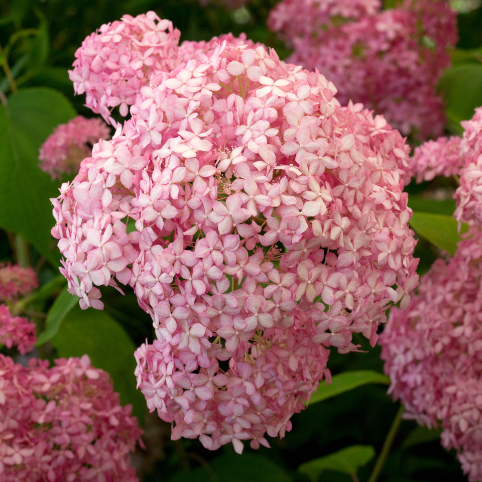 Hydrangea arborescens 'Annabelle Rose' (2 Litre Pots)