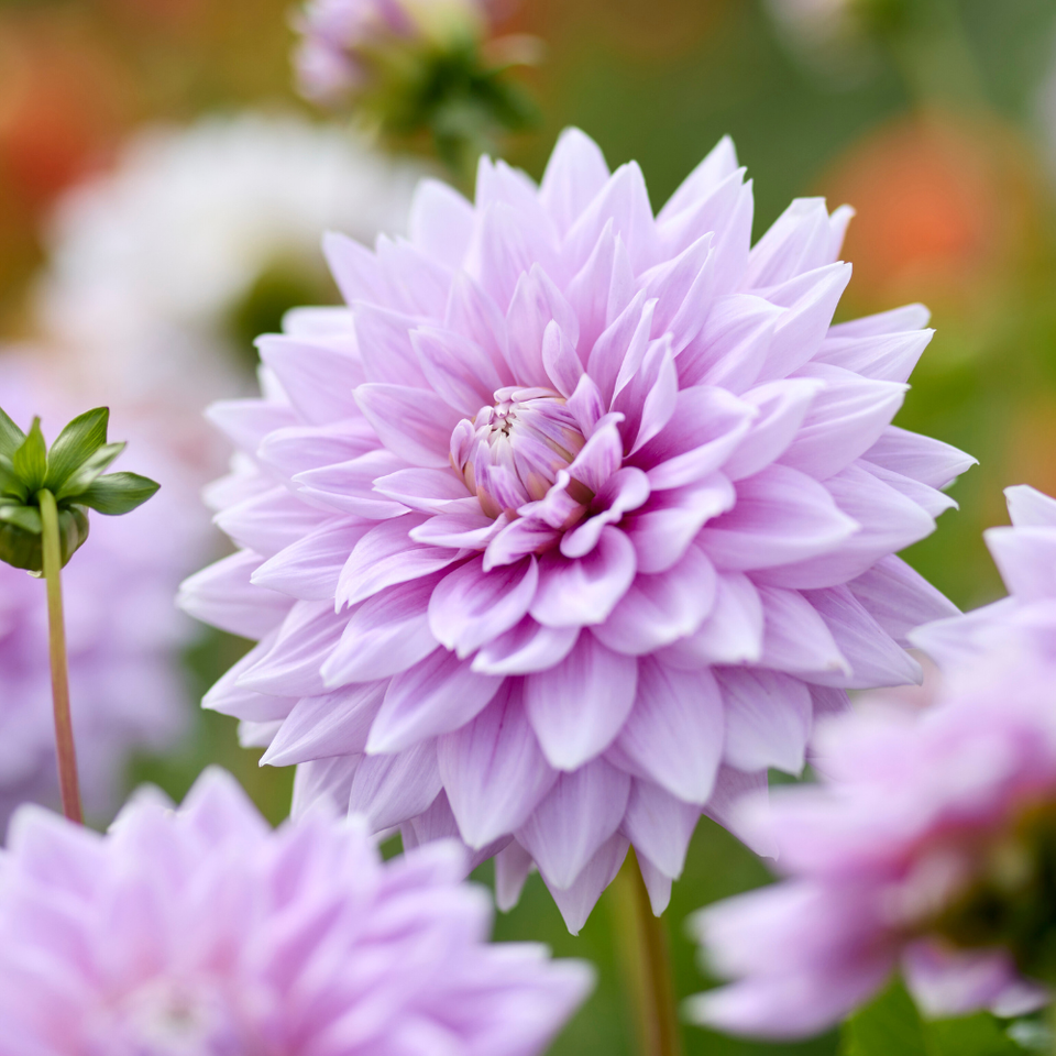 Dahlia 'Ferncliff Inspiration'  (Top-Grade Tubers)