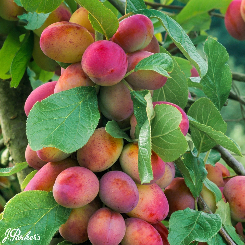 Plum Victoria  (2 Y/0 Loose-Rooted Trees)