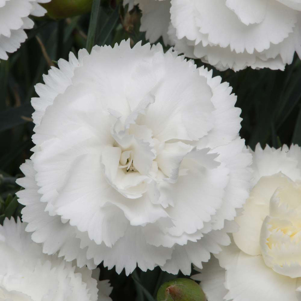 Dianthus Haytor White | J Parker Dutch Bulbs