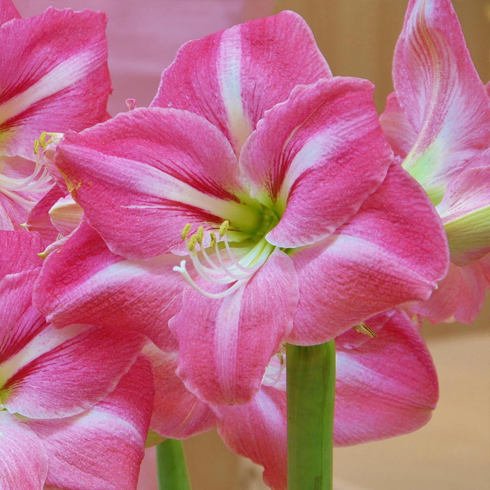Buy Amaryllis Summertime J Parkers Dutch Bulbs