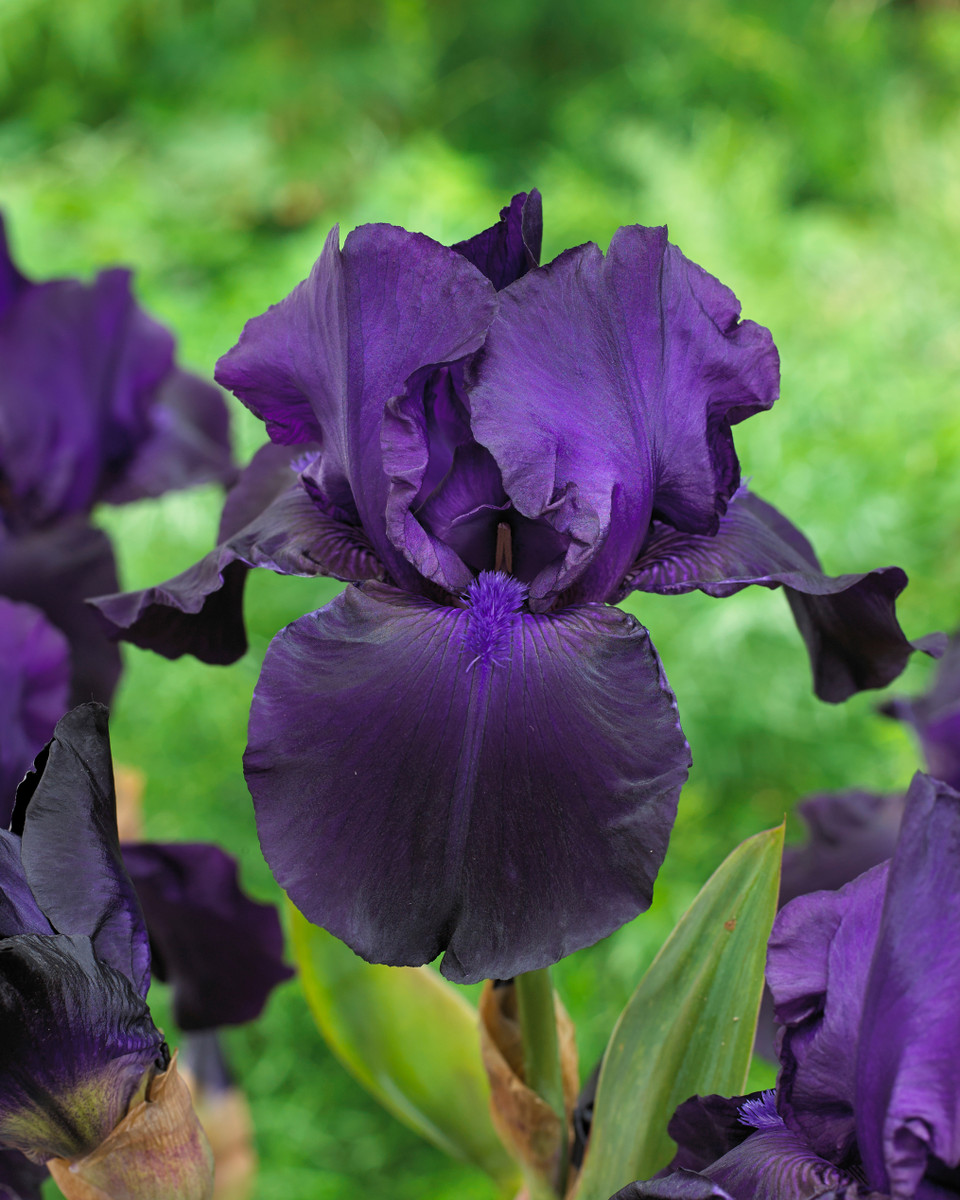 Iris germanica 'Matinata' J Parker Dutch Bulbs