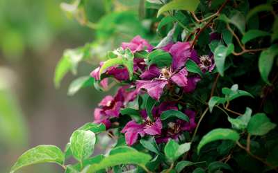 When to Prune Clematis JParkers
