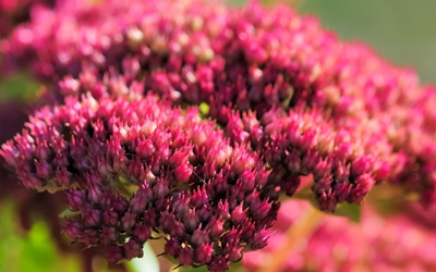 Best Plants for Rock Gardens JParkers